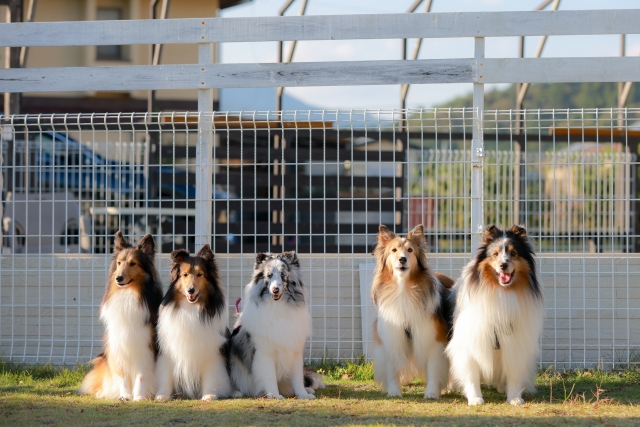 Homecare For Animalsの出張しつけレッスン