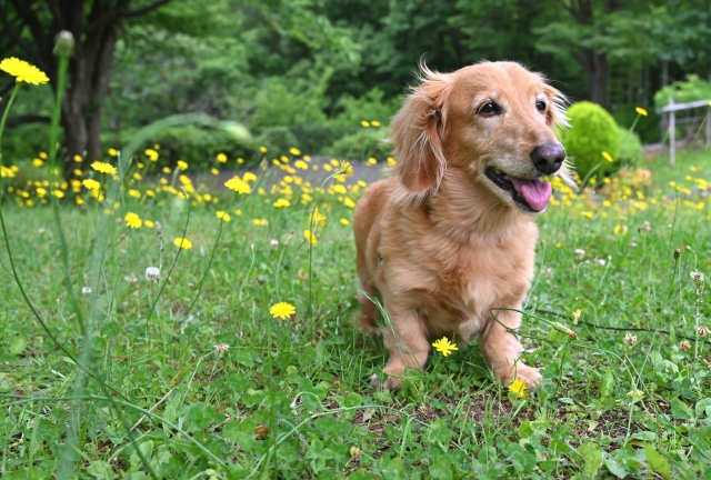 Homecare For Animalsの叱らないしつけを受けるダックスフンド