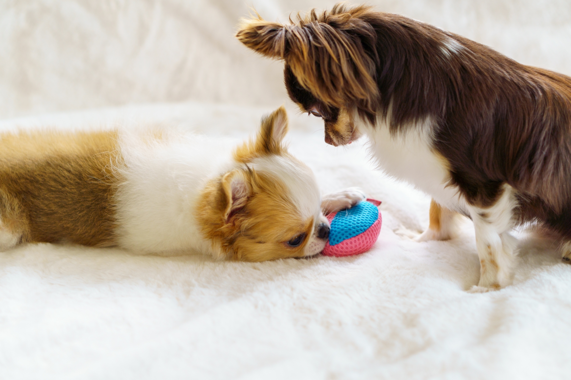 Homecare For Animalsの暮らしに寄り添うしつけレッスン